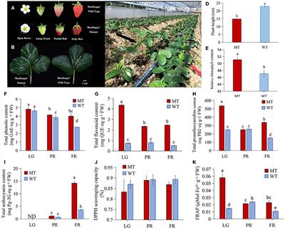 Joint Transcriptomic and Metabolomic Analysis Reveals Differential Flavonoid Biosynthesis in a High-Flavonoid Strawberry Mutant